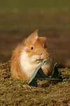 kleintierfotos 