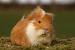 kleintierfotos 