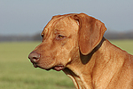 hundefotos rhodesian_ridgeback