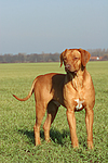 hundefotos rhodesian_ridgeback