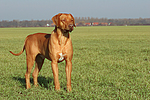hundefotos rhodesian_ridgeback