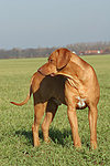 hundefotos rhodesian_ridgeback