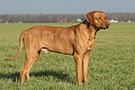 hundefotos rhodesian_ridgeback
