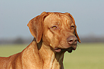 hundefotos rhodesian_ridgeback