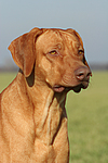 hundefotos rhodesian_ridgeback