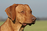 hundefotos rhodesian_ridgeback