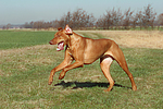 hundefotos rhodesian_ridgeback