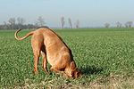 hundefotos rhodesian_ridgeback