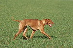 hundefotos rhodesian_ridgeback