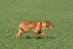 hundefotos rhodesian_ridgeback