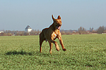 hundefotos rhodesian_ridgeback