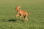 hundefotos rhodesian_ridgeback