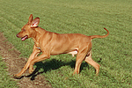 hundefotos rhodesian_ridgeback