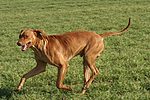 hundefotos rhodesian_ridgeback