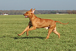 hundefotos rhodesian_ridgeback