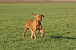 hundefotos rhodesian_ridgeback