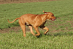 hundefotos rhodesian_ridgeback