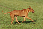 hundefotos rhodesian_ridgeback