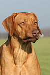 hundefotos rhodesian_ridgeback