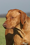 hundefotos rhodesian_ridgeback
