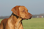 hundefotos rhodesian_ridgeback