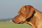 hundefotos rhodesian_ridgeback