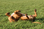 hundefotos rhodesian_ridgeback