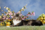 katzenfotos maine_coon