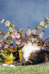 katzenfotos maine_coon