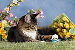 katzenfotos maine_coon