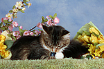 katzenfotos maine_coon