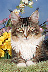 katzenfotos maine_coon