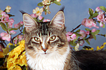 katzenfotos maine_coon