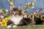 katzenfotos maine_coon