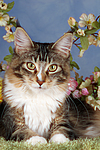katzenfotos maine_coon