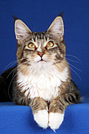 katzenfotos maine_coon