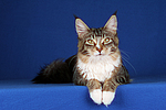 katzenfotos maine_coon