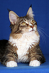 katzenfotos maine_coon