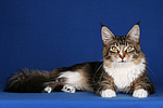 katzenfotos maine_coon