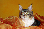 katzenfotos maine_coon