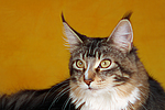katzenfotos maine_coon