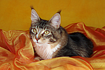 katzenfotos maine_coon