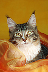 katzenfotos maine_coon