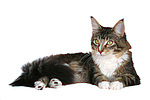 katzenfotos maine_coon