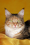 katzenfotos maine_coon