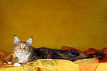 katzenfotos maine_coon