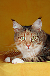 katzenfotos maine_coon