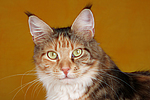 katzenfotos maine_coon