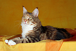 katzenfotos maine_coon
