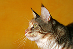 katzenfotos maine_coon